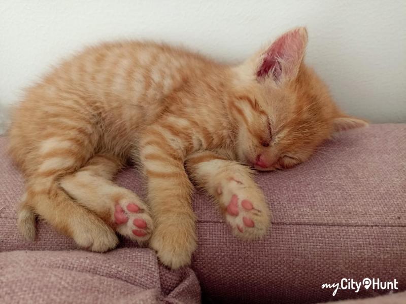 myCityHunt Scavenger Hunt 2